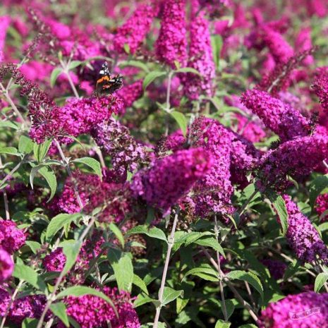 Буддлея Давида (Buddleja davida)   «Miss Ruby»