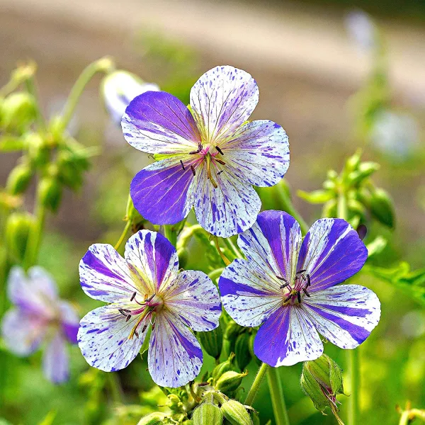 Герань луговая (Geranium) «Splish Splash»