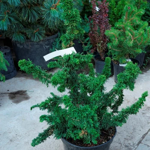 Туя западная "Sagrada"