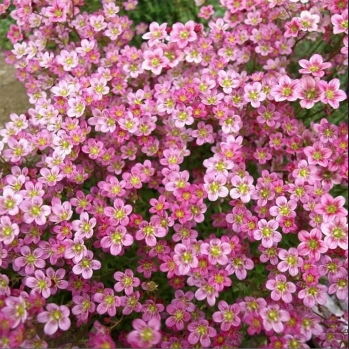 Камнеломка Арендса «Highlander Rose Shades»