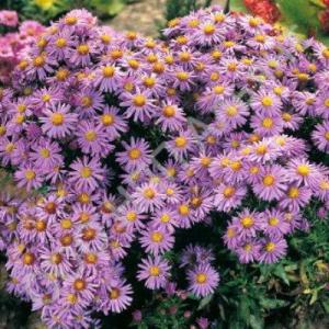 Астра кустарниковая "Dwarf Nancy"