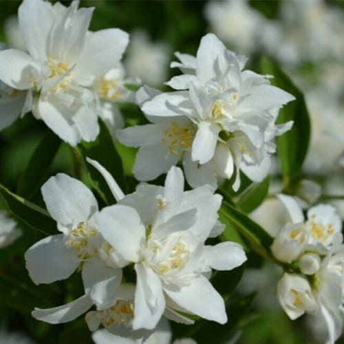 Чубушник (Philadelphus) «Казбек»