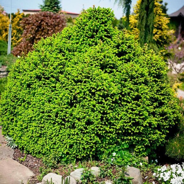 Ель обыкновенная (Picea abies) “Nidiformis”