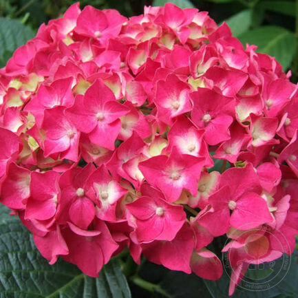 Гортензия крупнолистная (Hydrangea macrophylla)"Forever & Ever Red"