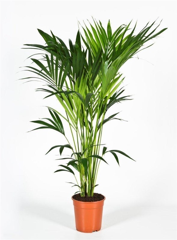 Ховея Форстера