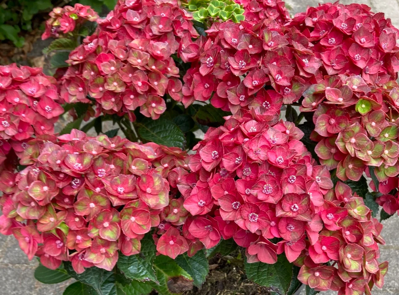 Гортензия крупнолистная "Rebelion Choco Love "