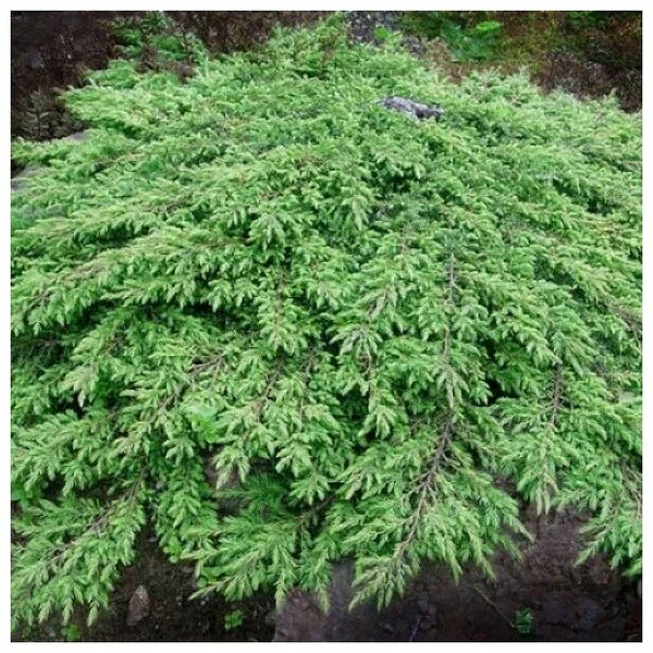 Можжевельник обыкновенный (Juniperus communis) “Green Carpet”