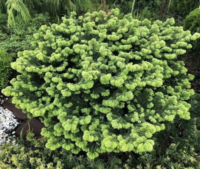 Пихта бальзамическая (Abies balsamea) «Nana»