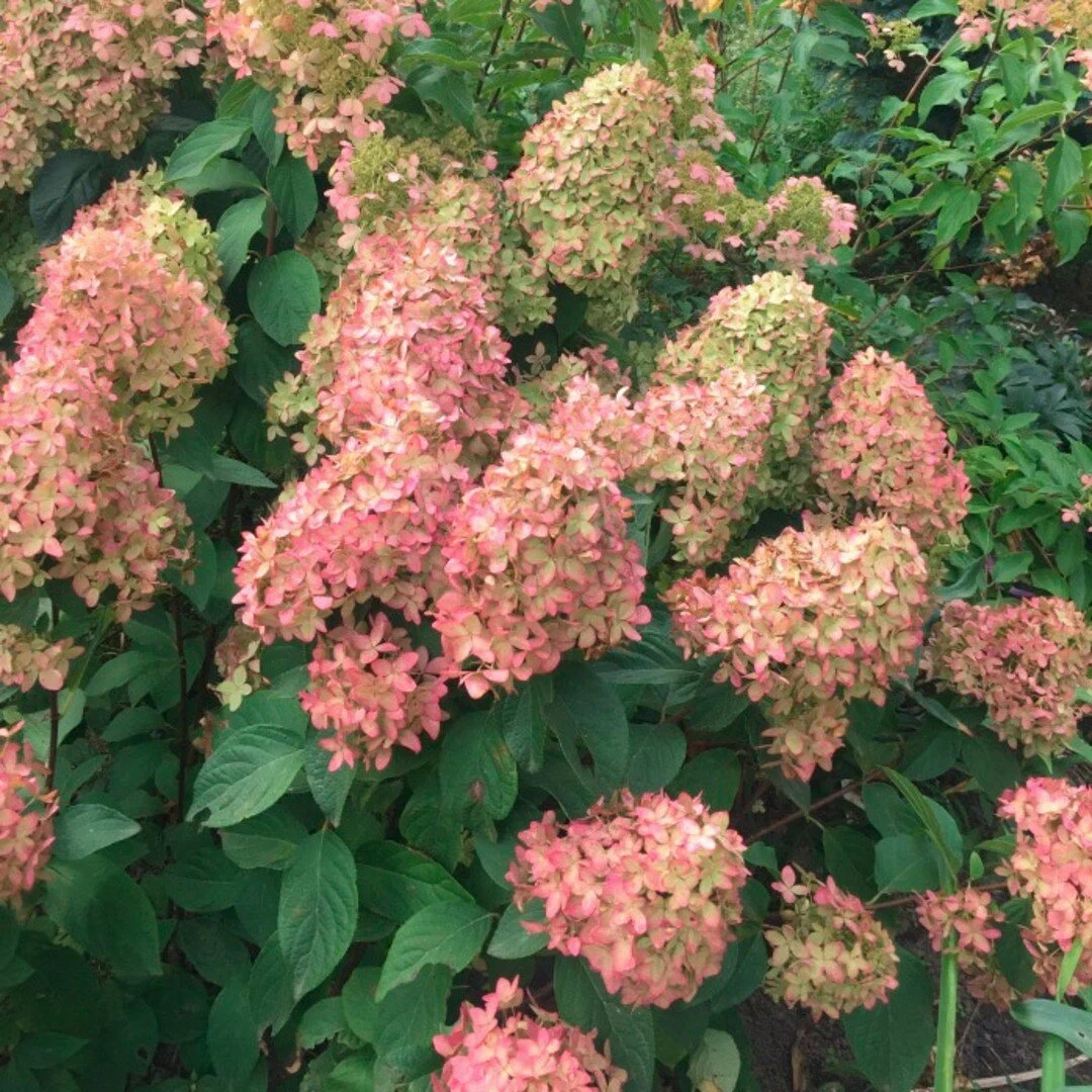 Гортензия метельчатая (Hydrangea paniculata) «Magical Candle»