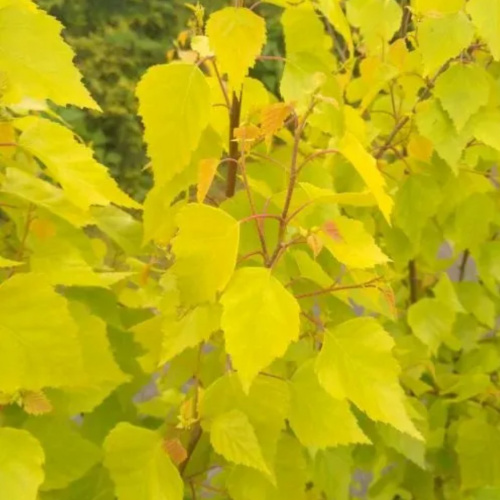 Береза повисла "Golden Obelisk"