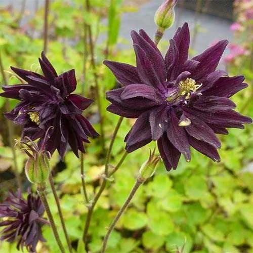 Аквилегия гибридная (Aquilegia) "Black Barlow"
