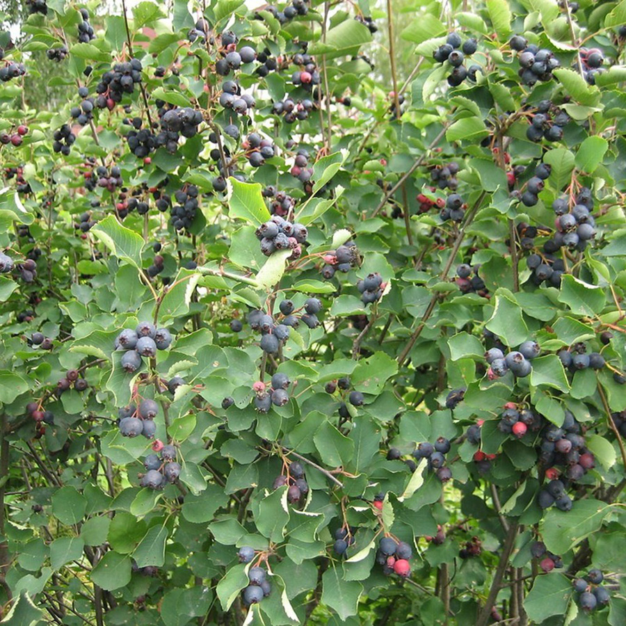 Ирга канадская