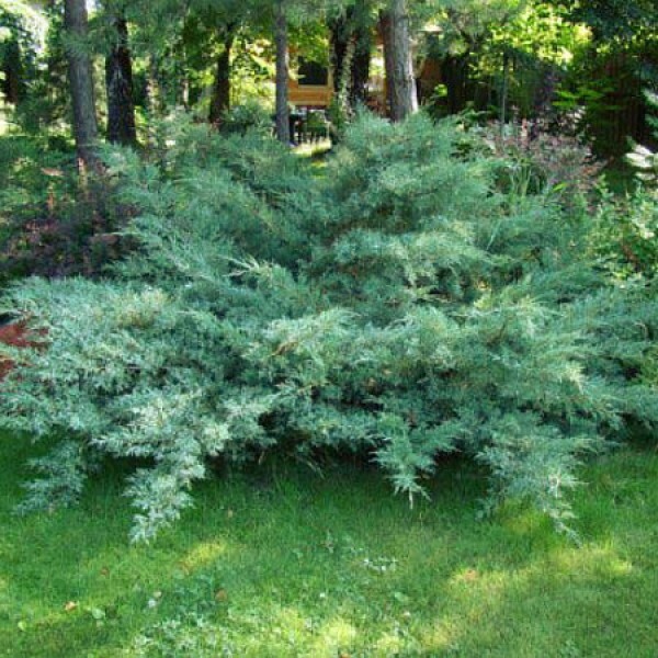 Можжевельник виргинский (Juniperus virginiana)           «Hetz»