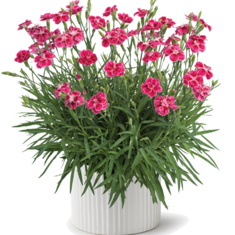 Гвоздика (Diánthus) Delilah «Bicolor Magenta»