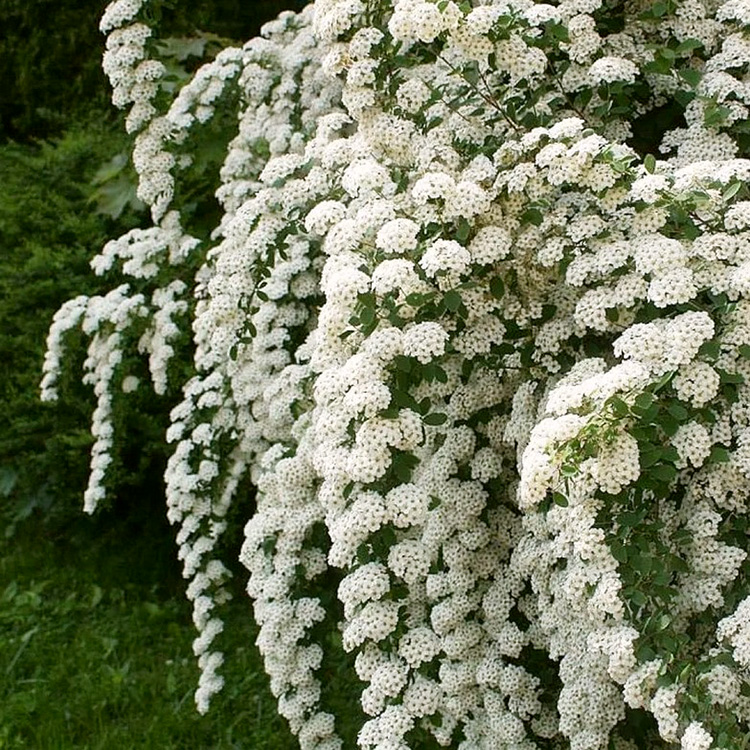 Спирея ниппонская (Spiraea nipponica) “June Bride”