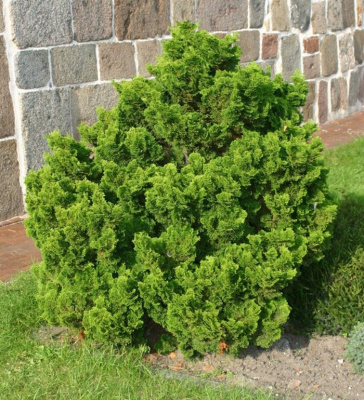 Кипарисовик тупой "Nana Gracilis"