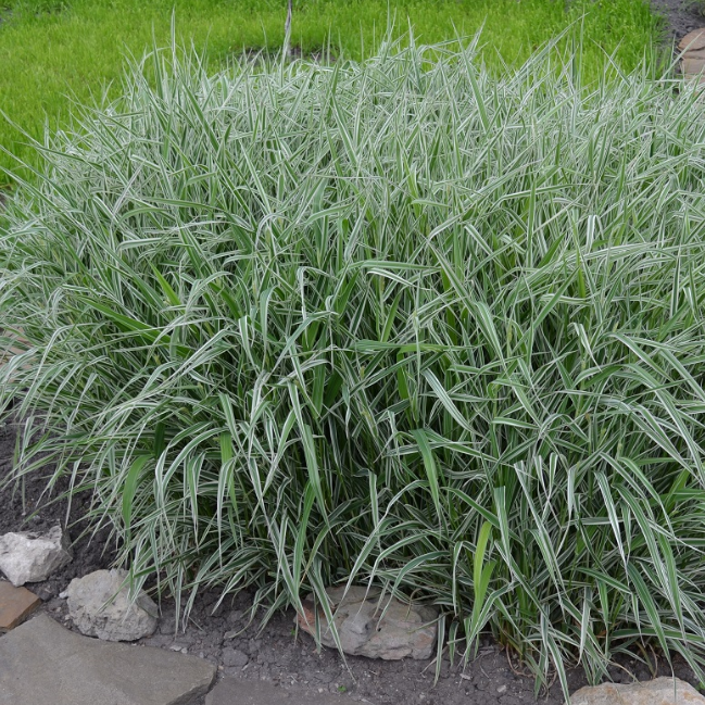 Канареечник (Фалярис) (Tricolor)