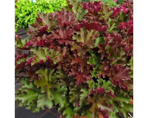 Гейхера (Heuchera) «Rex Red»