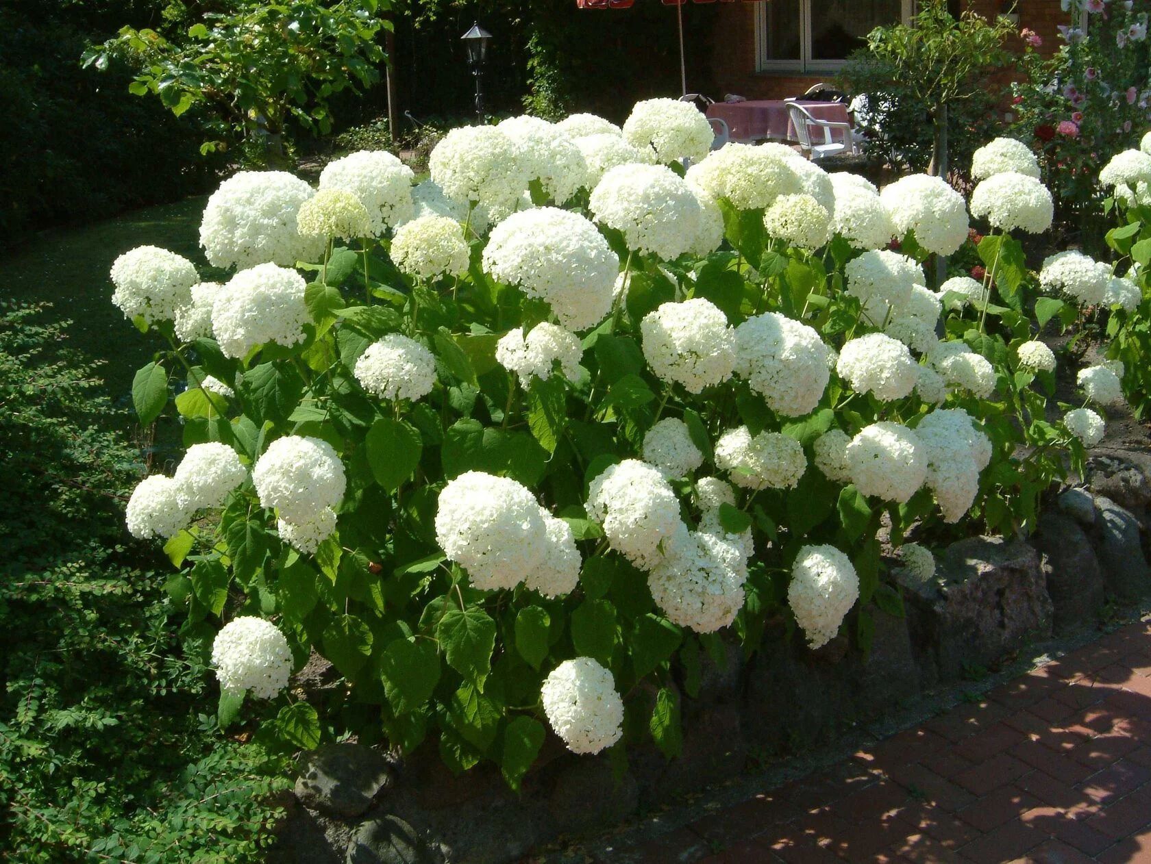 Гортензия древовидная (Hydrangea arborescens) «White Dom»