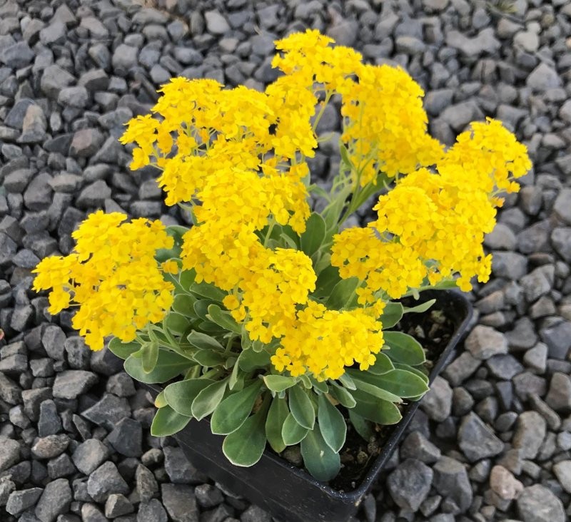 Аллисум скальный "Summit"