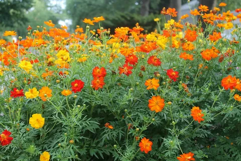 Космея серно-жёлтая (Cosmos sulphureus)  «Cosmic mix»