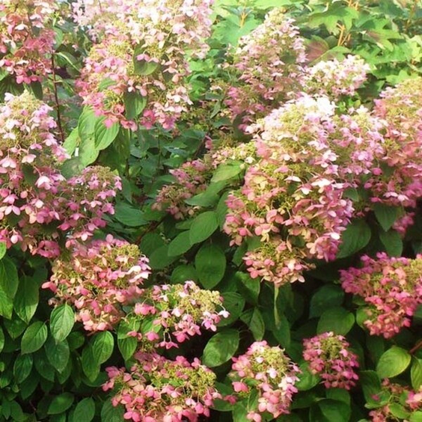 Гортензия метельчатая (Hydrangea paniculata) «Angels blush» (Ruby)