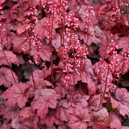 Гейхера (Heuchera) «Grape Soda»