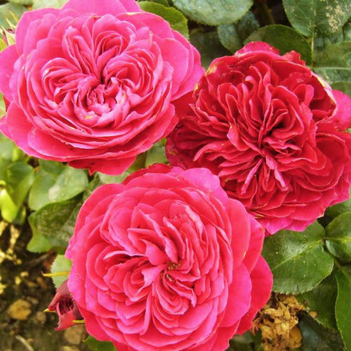 Red Leonardo da Vinci