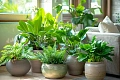 Комнатные цветы