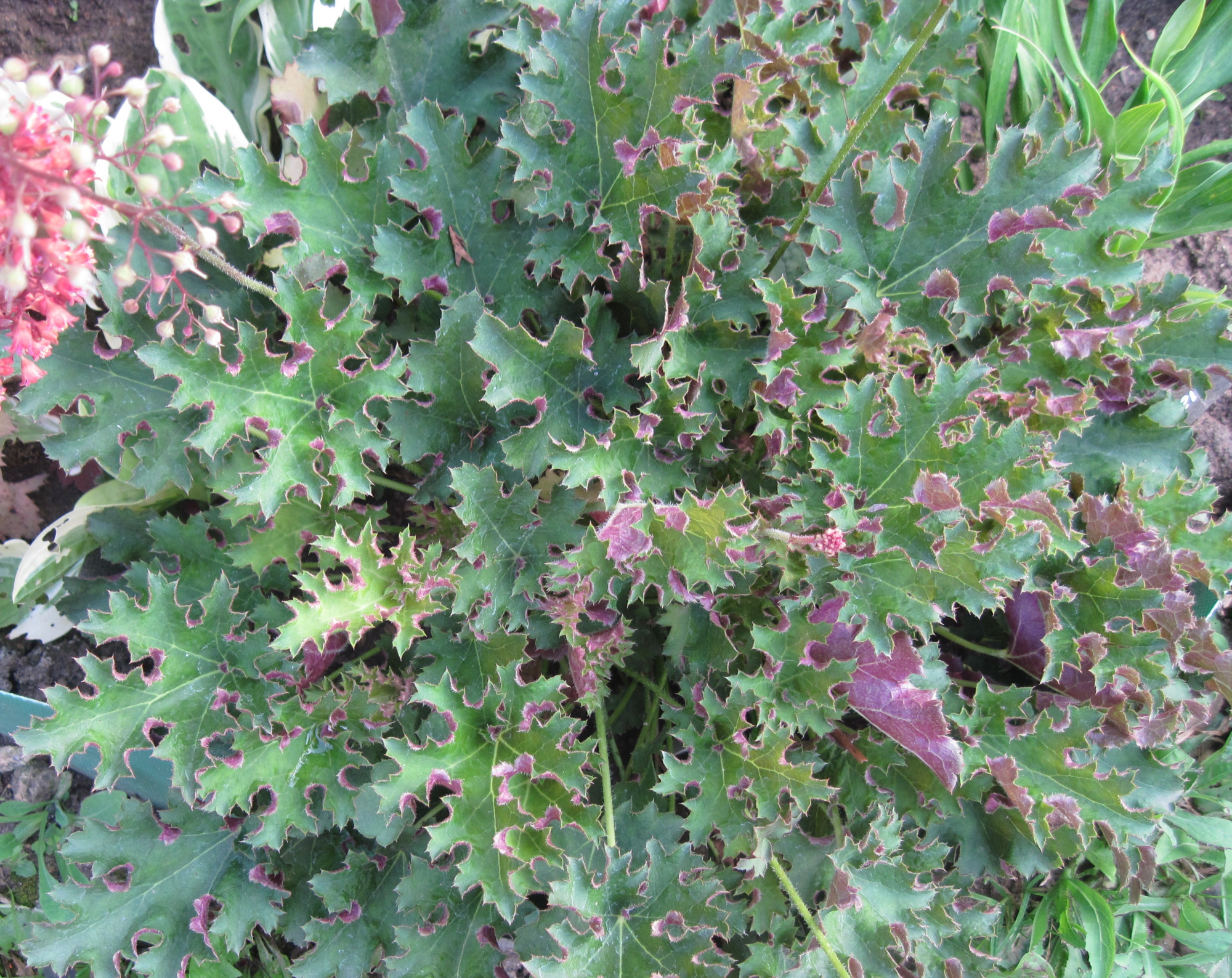 Гейхера (Heuchera) "Sashay"