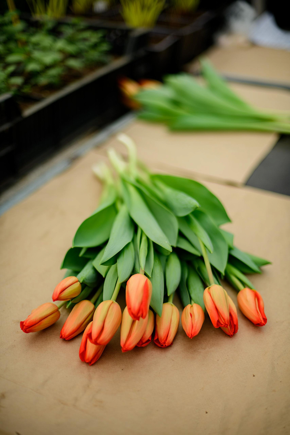 Прием заявок на тюльпаны к 8 марта!