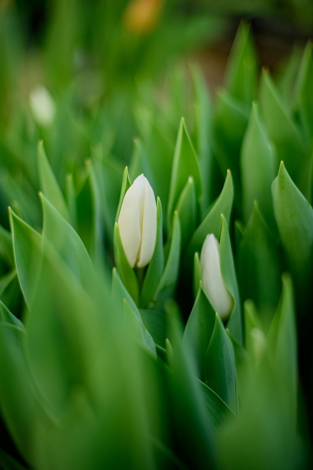Прием заявок на тюльпаны к 8 марта!