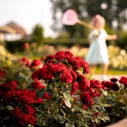 Розовый сад! Мечта или реальность?