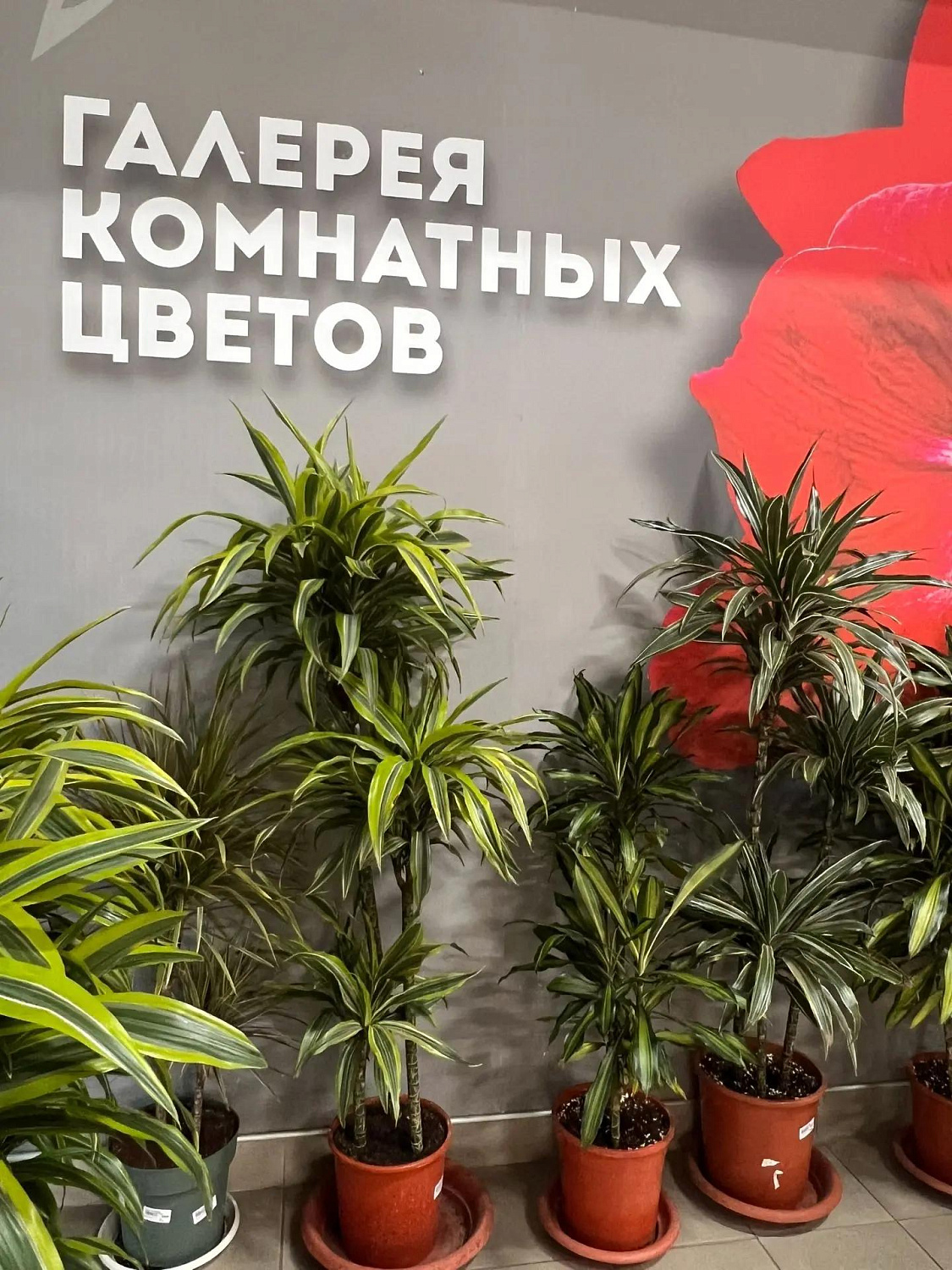 В нашей "Галерее комнатных цветов" Вы найдёте то, что подходит именно Вам