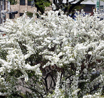 Вишня железистатая  «Alba Plena»
