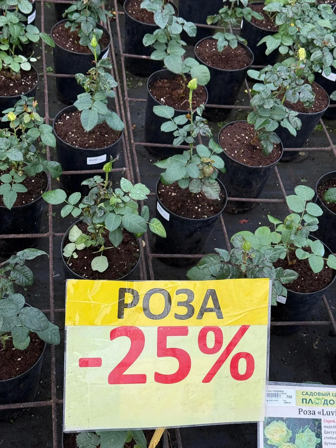 Осенние скидки — 25% на розы, жимолость и черную смородину! 
