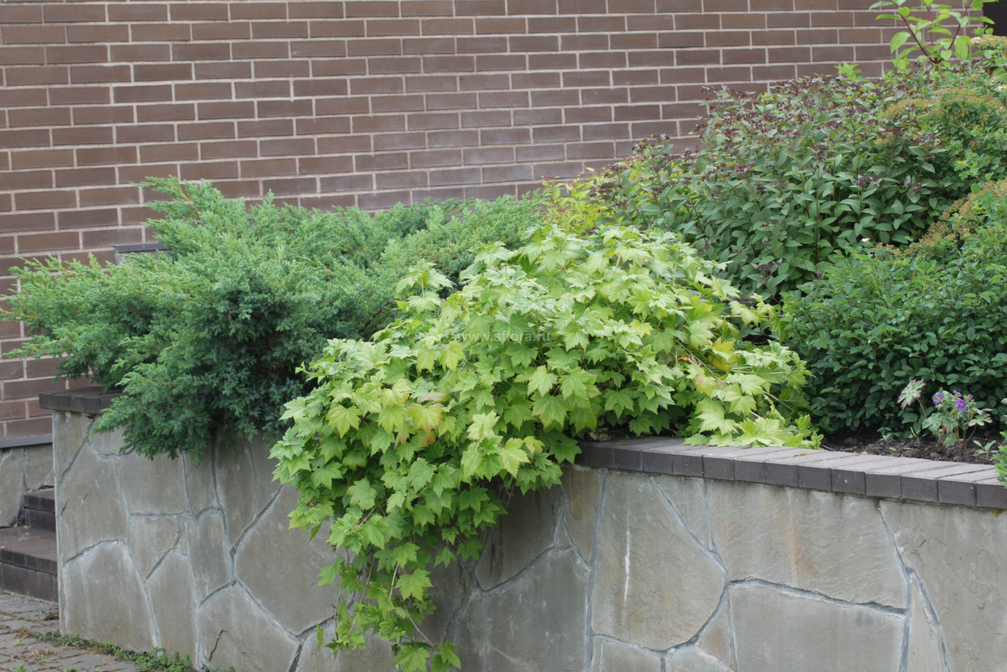 Смородина железистая (Ribes glandulosum)