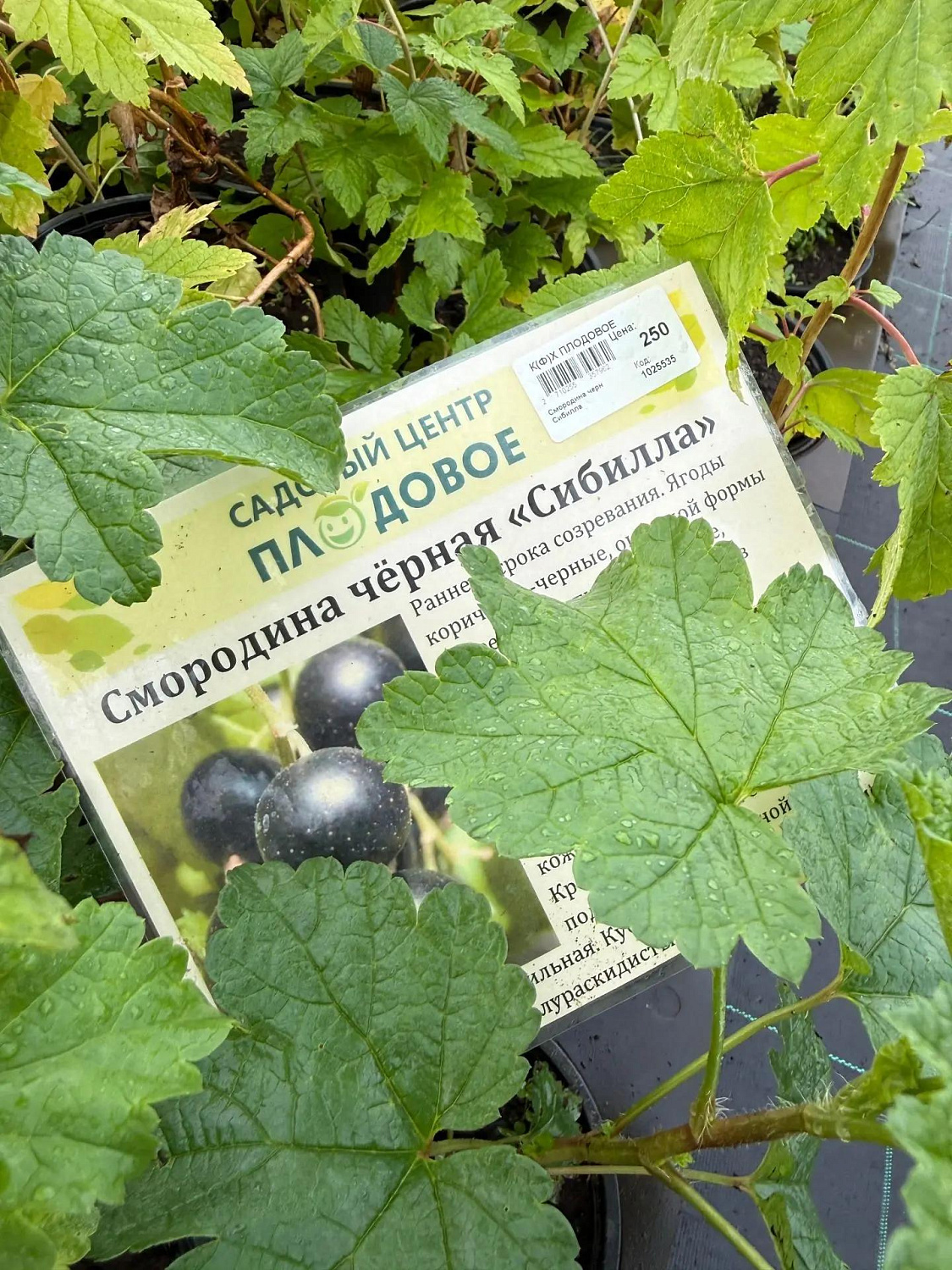 Осенние скидки — 25% на розы, жимолость и черную смородину! 